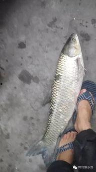 鱼吃食漂的动作视频,鱼吃食漂动作解析