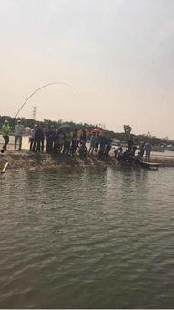 黑坑溜鱼视频,视频解析与实战攻略