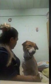 狗狗撒娇视频,萌化人心！