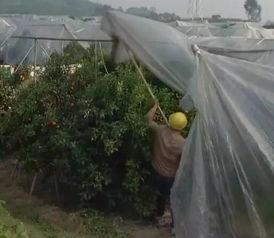 金桔的修剪方法视频,视频教程概述