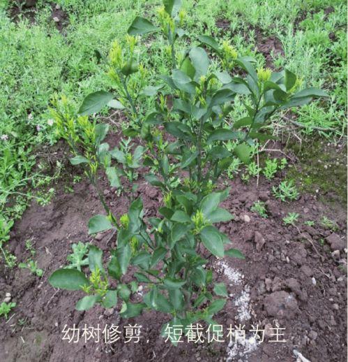 柑橘剪枝技术视频