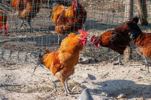 散养公鸡视频,自由漫步的田园生活剪影