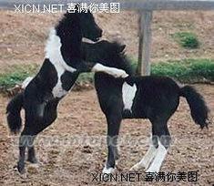 袖珍马视频,迷你版马儿的风采与魅力