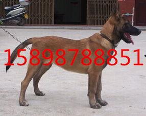 猎兔犬视频,速度与智慧的完美演绎