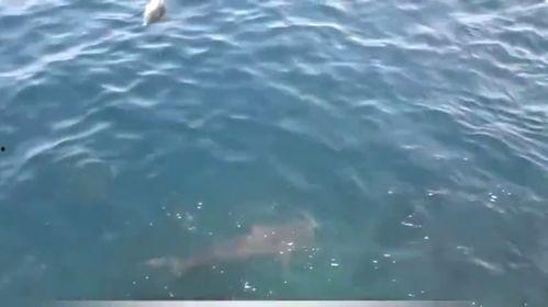 海滩钓鱼视频,海滩钓鱼视频深度解析