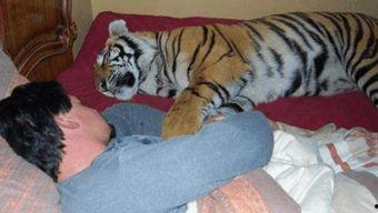 养老虎当宠物视频