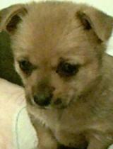 姥姥视频.com,传承家族记忆的数字家园