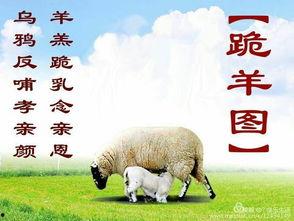 跪羊图手语视频,温情传递与无声关爱