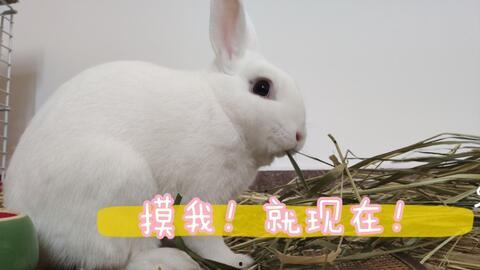 抓兔视频,捕兔高手如何一招制胜